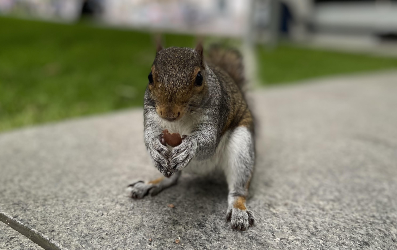 Britons squirrelling more away than in 2023 but IFAs urge doing it right